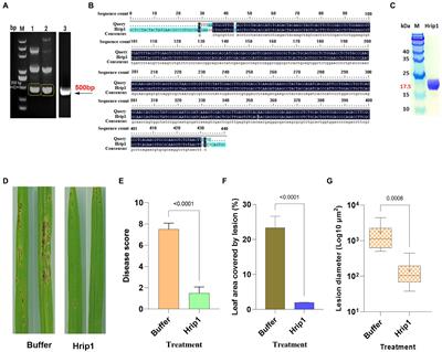 Hrip1 mediates rice cell wall fortification and phytoalexins elicitation to confer immunity against Magnaporthe oryzae